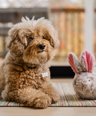 Algum coelhinho ama-te - Brinquedo