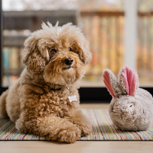 Algum coelhinho ama-te - Brinquedo