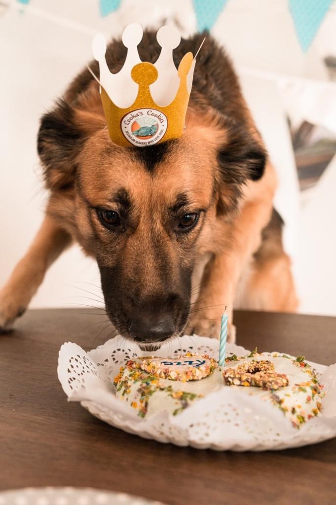 Caixa Maravilha – Barkday