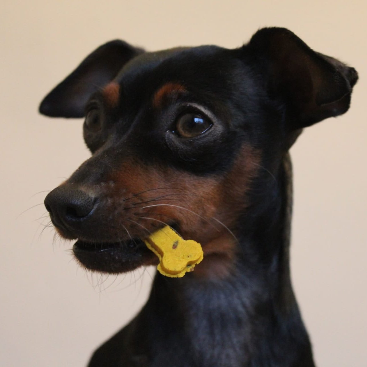 Ruby from Lana Royals