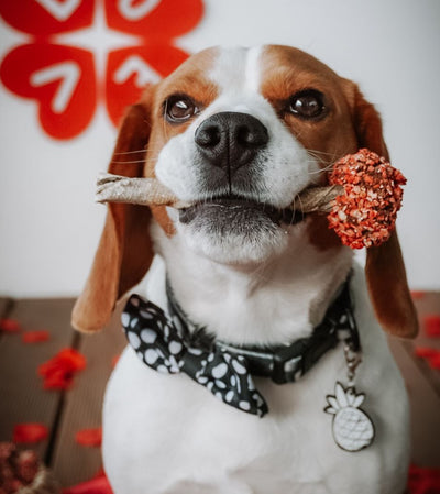 'Paw Pop' – Handmade Celebration Treat