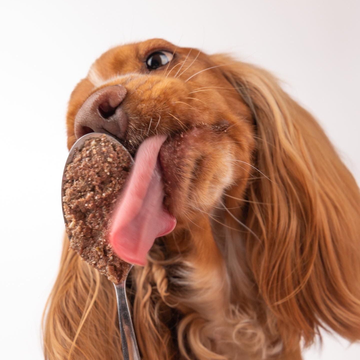 Real Pork, Forest Berries & Potato