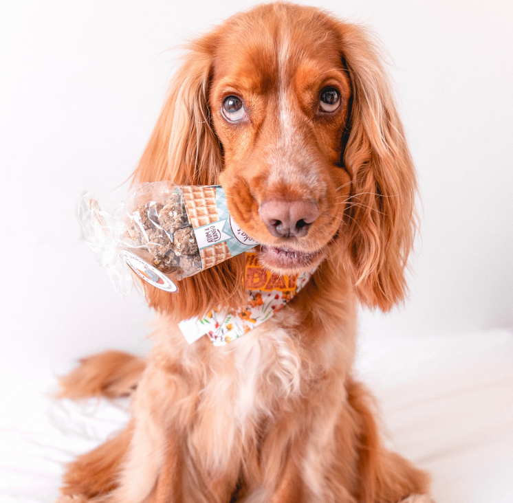 Tuna & Chicken Beijinhos