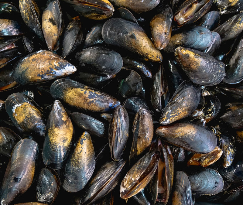 Mussels